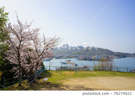 香川縣太子神社阿治町的櫻花 香川縣太子神社阿治町的櫻花 76274022