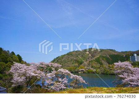 櫻花內葉池（香川縣高松市） 76274030