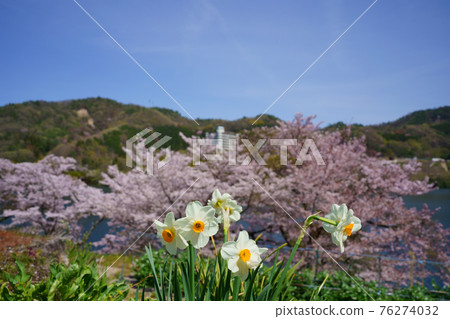內葉水仙櫻池(香川縣高松市) 內葉水仙櫻池(香川縣高松市) 76274032