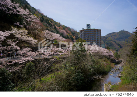 櫻花江東川（香川縣鹽江町） 76274040