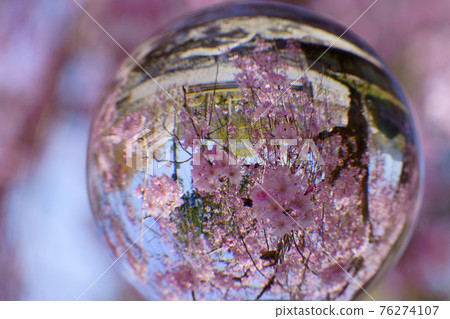 公園裡的垂枝櫻花倒映在鏡頭球5 76274107