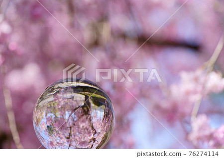 公園裡的垂枝櫻花倒映在鏡頭球12 76274114