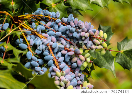 Oval berries of mahonia (oregon grape) Oval berries of mahonia (oregon grape) 76274184