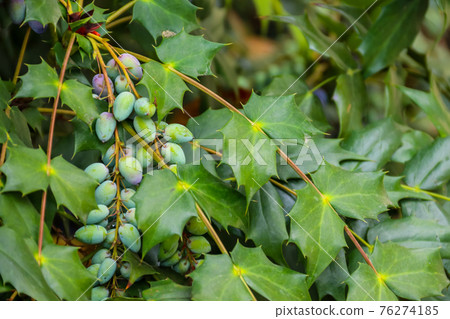 Oval berries of mahonia (oregon grape) Oval berries of mahonia (oregon grape) 76274185