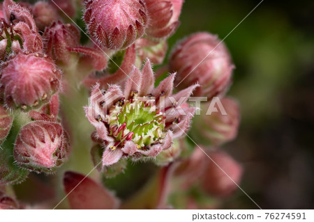 Blooming evergreen groundcover plant Sempervivum known as Houseleek in rockery 76274591