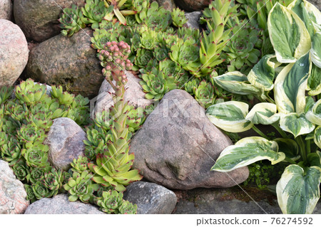Blooming evergreen groundcover plant Sempervivum known as Houseleek in rockery 76274592