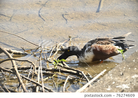 Wild birds / ducks 76274609