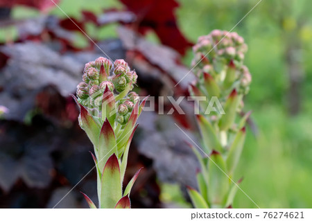 Blooming evergreen groundcover plant Sempervivum known as Houseleek in rockery 76274621