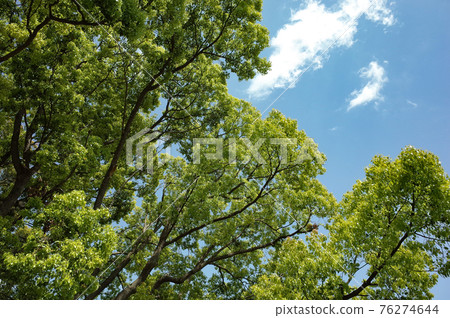 Fresh green lush trees and sunny sky Fresh green lush trees and sunny sky 76274644