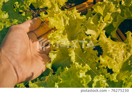 Hand of Gardener Hold Lettuce Leaves in Vintage Tone Hand of Gardener Hold Lettuce Leaves in Vintage Tone 76275230
