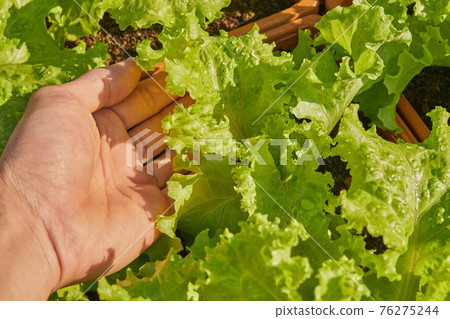 Hand of Gardener Hold Lettuce Leaves Hand of Gardener Hold Lettuce Leaves 76275244