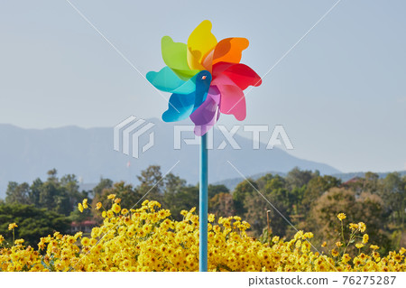 Landscape Pinwheel in Mums Flower Garden with Mountain Background 76275287