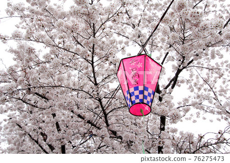 Blooming cherry blossoms and sky lanterns 76275473