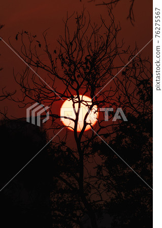branches silhouette at sunset nature background branches silhouette at sunset nature background 76275567