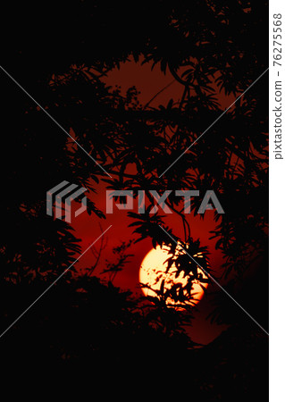 branches silhouette at sunset nature background branches silhouette at sunset nature background 76275568