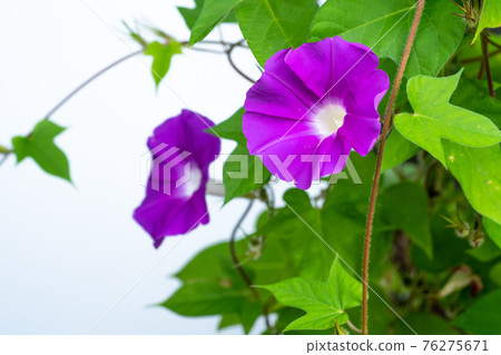 Photographed pink morning glory on a white background 76275671