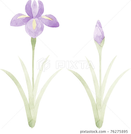 用水彩畫的虹膜插圖剪裁 76275895