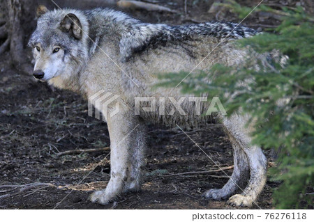 Wolf in the forest, Quebec, Canada 76276118