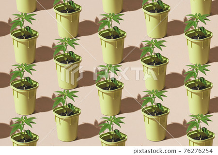 Trendy patter of Young cannabis plants in pots with sun shadows, Medical marijuana plantation, minimal concept Trendy patter of Young cannabis plants in pots with sun shadows, Medical marijuana plantation, minimal concept 76276254