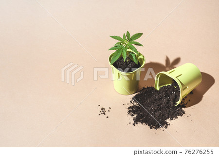 Two pots with seedlings of cannabis bush and scattered the ground, fresh foliage hemp, front view 76276255