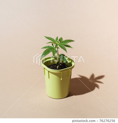 Pot with seedlings bush cannabis, fresh foliage hemp, soil and shovel, front view Concept growing marijuana at home 76276256