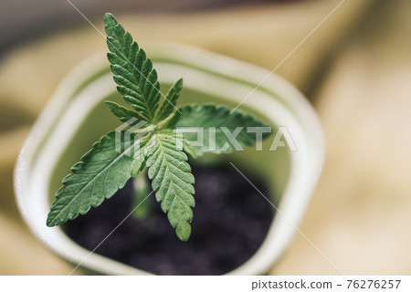 Young leaves of cannabis mariuana in pot close-up, lifestyle. Growing medical cannabis 76276257
