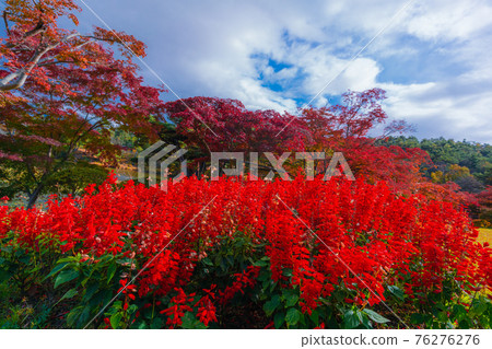 Autumn pattern of Janohana, the hometown of flowers and history Autumn pattern of Janohana, the hometown of flowers and history 76276276