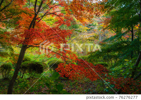 花與歷史的故鄉Janohana的秋天圖案 花與歷史的故鄉Janohana的秋天圖案 76276277