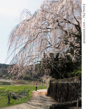 Miyagi Weeping Cherry Blossoms and Camellias Sumikamado, Taketa City, Oita Prefecture 76276452