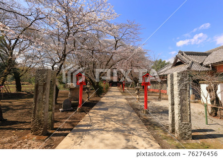 西多摩郡瑞穗町元佐山神社的櫻花 76276456