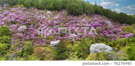 京都高雄的野櫻花 76276495