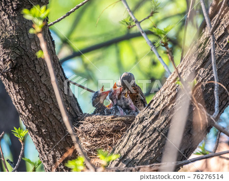 Thrush fieldfare feeding chicks with earthworms. Thrush, Turdus pilaris, with new born babies in the nest. Thrush fieldfare feeding chicks with earthworms. Thrush, Turdus pilaris, with new born babies in the nest. 76276514