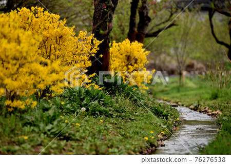 古河綜合公園春季賞櫻 76276538