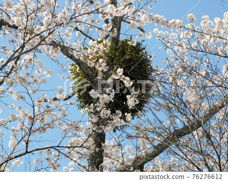 Oka Castle Ruins Cherry Blossoms and Mistletoe Taketa, Taketa City, Oita Prefecture Oka Castle Ruins Cherry Blossoms and Mistletoe Taketa, Taketa City, Oita Prefecture 76276612