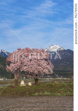 Cherry blossoms in full bloom and Jonendo Sojin Cherry blossoms in full bloom and Jonendo Sojin 76276930