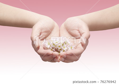 Cherry blossom petals full of palms 76276942