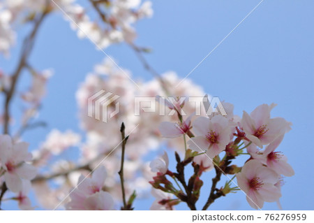 Cherry tree in full bloom  76276959