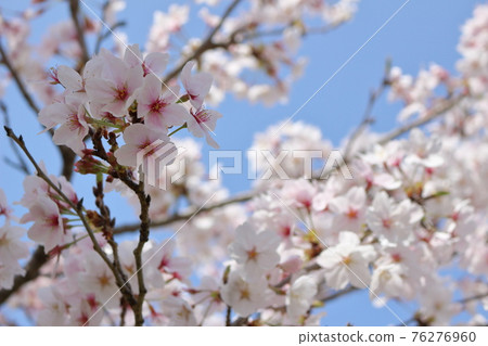 Cherry tree in full bloom  76276960
