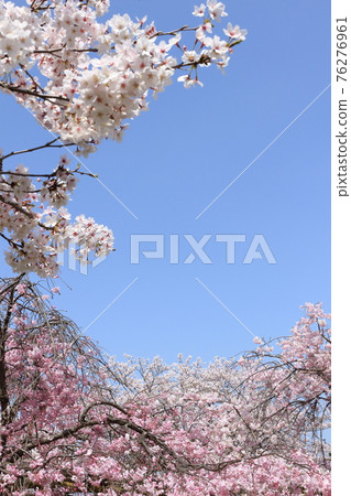 Cherry tree in full bloom  76276961
