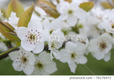 Pear flowers blooming in the pear field in spring 76276972