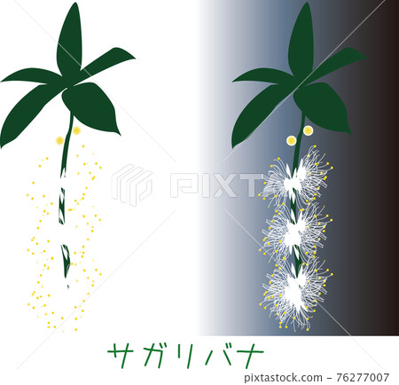 熱帶奄美植物 Sanenbana 熱帶奄美植物 Sanenbana 76277007