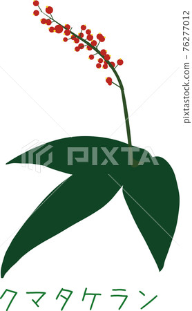 Tropical Amami plant Kumatakeran Tropical Amami plant Kumatakeran 76277012