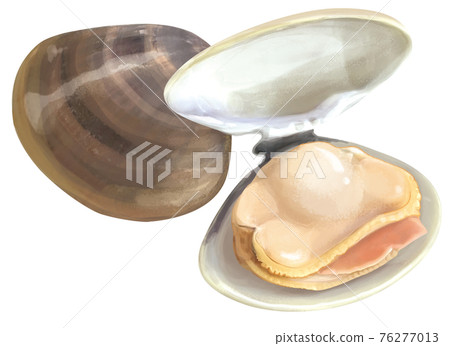 看起來很好吃的蛤蜊 看起來很好吃的蛤蜊 76277013