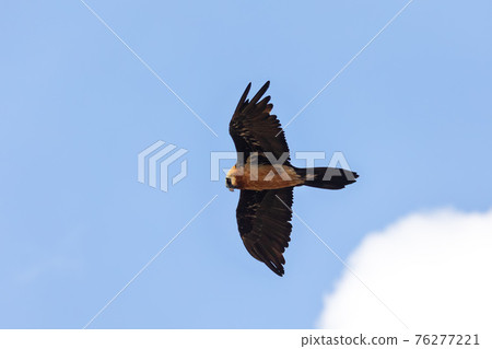 Bearded Vulture, Simien Mountain Ethiopia 76277221