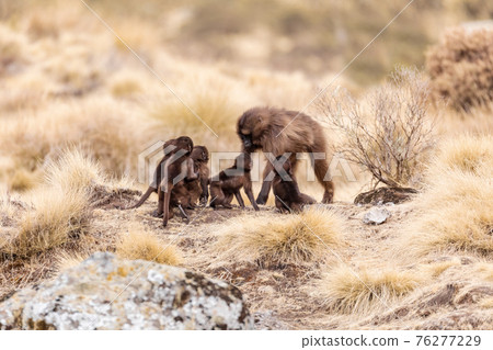 endemic Gelada in Simien mountain, Ethiopia 76277229