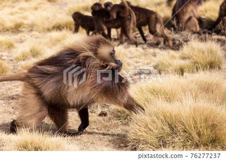 endemic Gelada in Simien mountain, Ethiopia 76277237