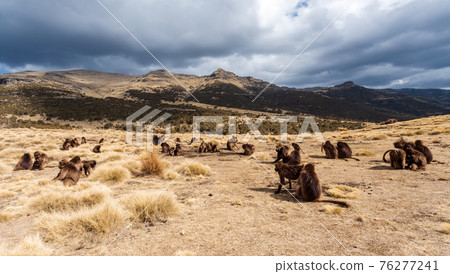 endemic Gelada in Simien mountain, Ethiopia 76277241