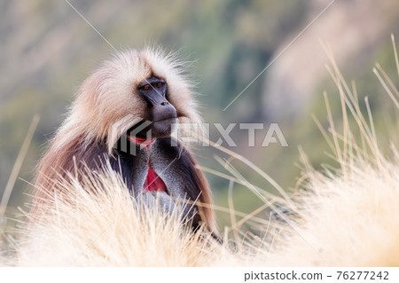 endemic Gelada in Simien mountain, Ethiopia endemic Gelada in Simien mountain, Ethiopia 76277242