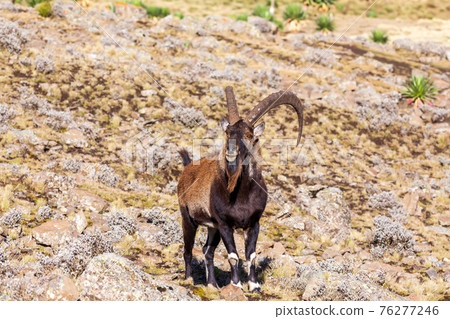 rare Walia ibex in Simien Mountains Ethiopia rare Walia ibex in Simien Mountains Ethiopia 76277246