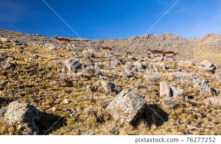 rare Walia ibex in Simien Mountains Ethiopia rare Walia ibex in Simien Mountains Ethiopia 76277252